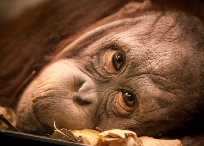 Orangutanes y Tribus Dayak come2indonesia