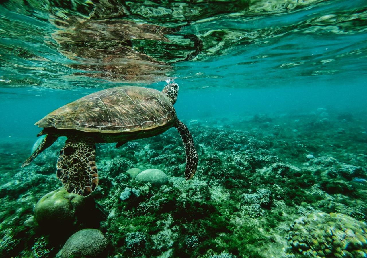 Adecuado Sea Turtle Shower Curtain Coastal Ocean Indonesia