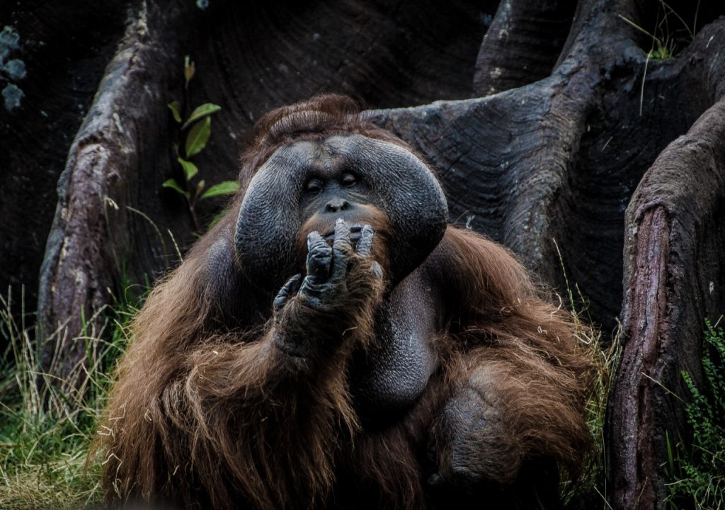 Tour Orangutan en Grupo Borneo en Indonesia