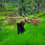 bali contacto con la naturaleza come2indonesia terrazas de arroz