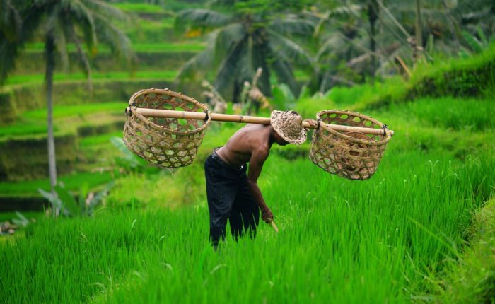 bali come2indonesia ricefield