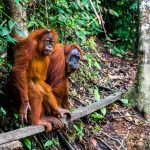 North Sumatra Tour Sumatra viaje Bukit lawang orangutan