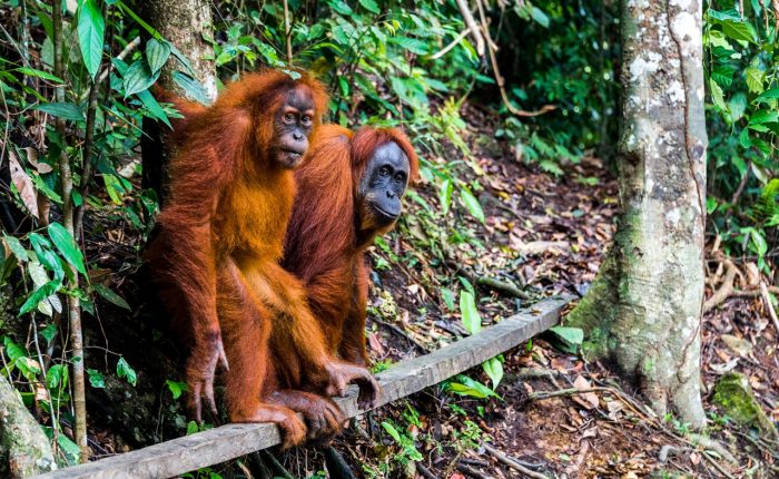 North Sumatra Tour Sumatra viaje Bukit lawang orangutan