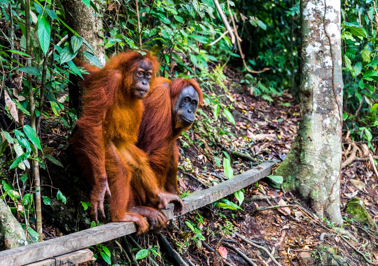 North Sumatra Tour Sumatra trip Bukit lawang orangutan
