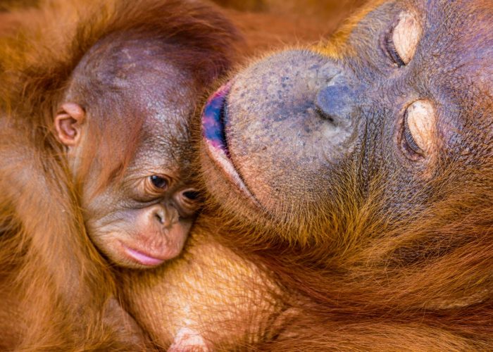 Borneo Indonesia kalimantan Orangután tour portada samboja tour