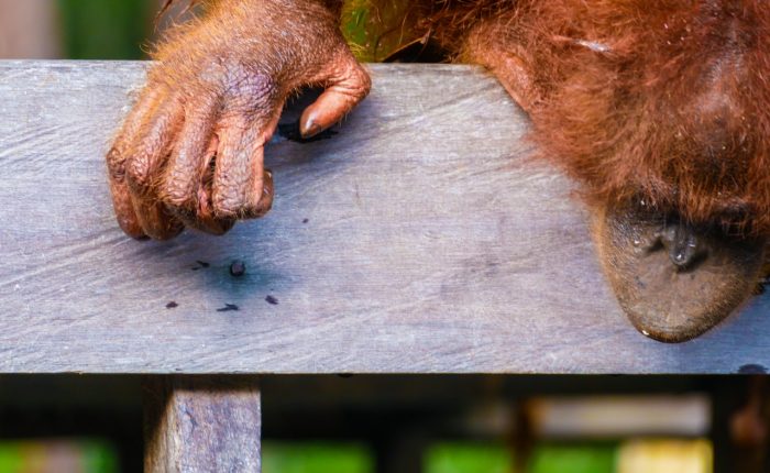 borneo orangutan tour in indonesia