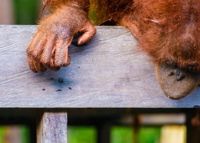 borneo orangutan tour in indonesia