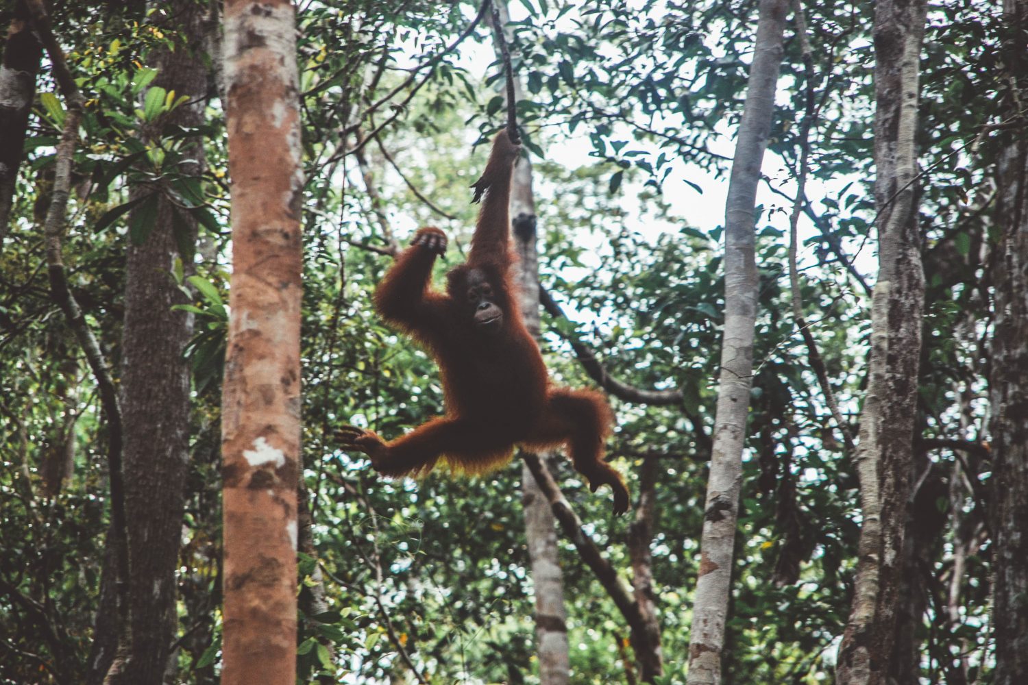 borneo orangutan tour