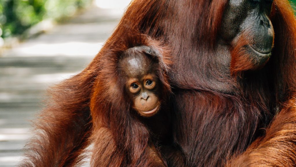 Borneo Orangutan Tour in Indonesia