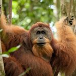 Tour Especial del Norte Tropical de Sumatra, Naturaleza y Aventura