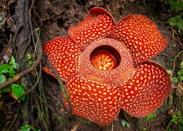 Kerinci Seblat National Park