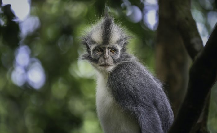 jungle expedition sumatra