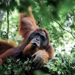 trip in sumatra orangutan tour