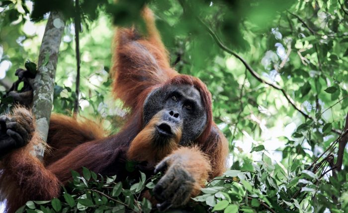 trip in sumatra orangutan tour