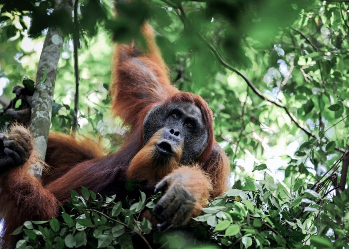 trip in sumatra orangutan tour