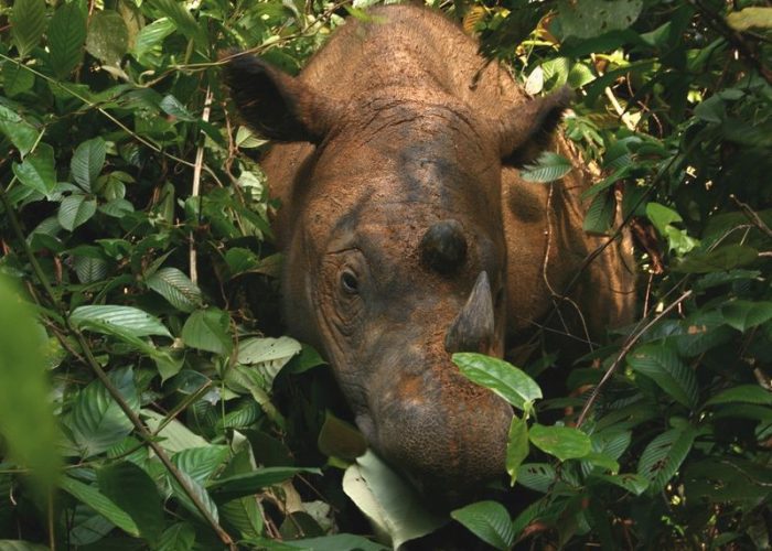 Sumatran_Rhinoceros_Way_Kambas