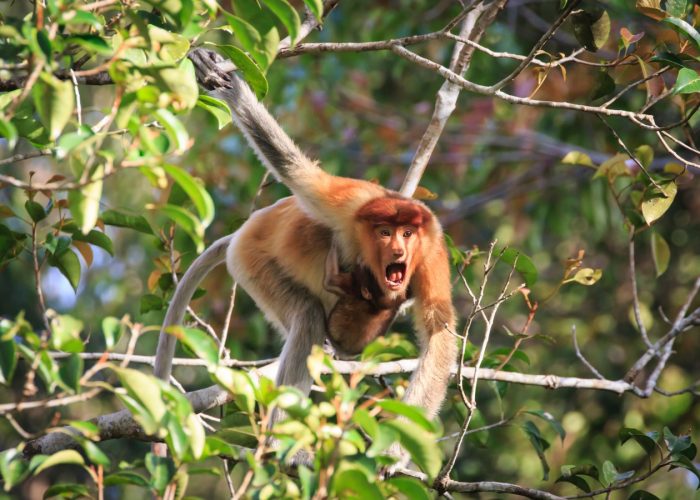 Borneo Indonesia kalimantan Orangután tour come2indonesia