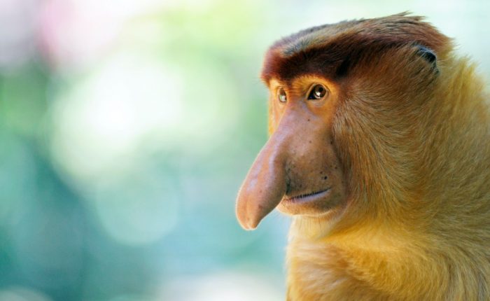 Tour de Orangután borneo indonesia