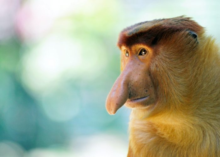 Orangutan tour borneo indonesia