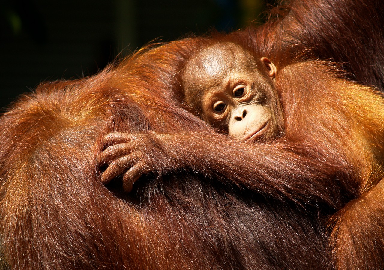orangutans tour indonesia
