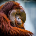 Tour Orangutan en Grupo Borneo en Indonesia