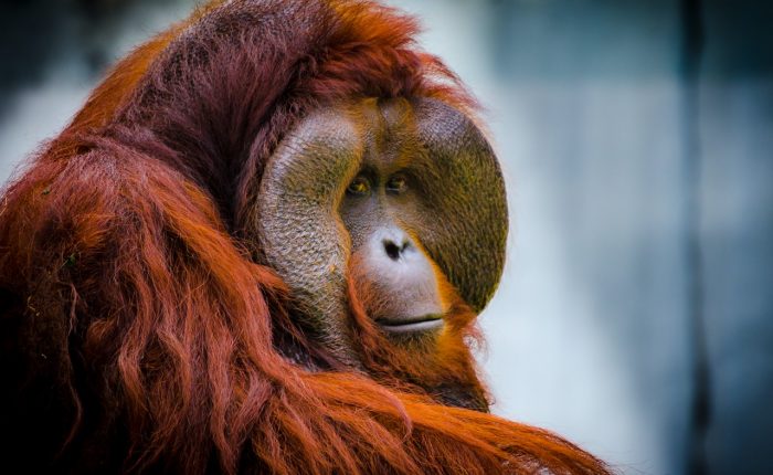 Tour Orangutan en Grupo Borneo en Indonesia