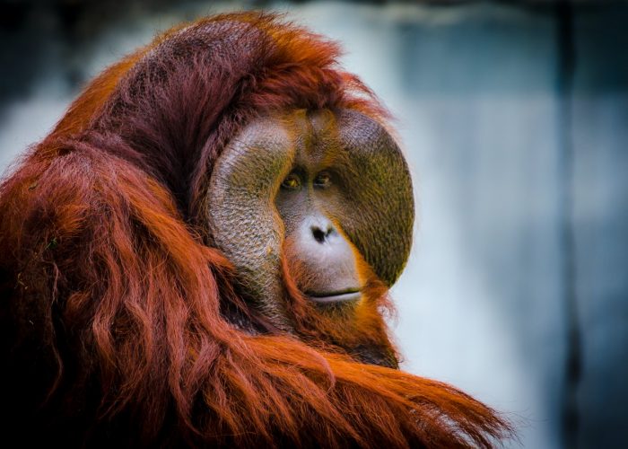 Orangutan Tour at Borneo Group in Indonesia