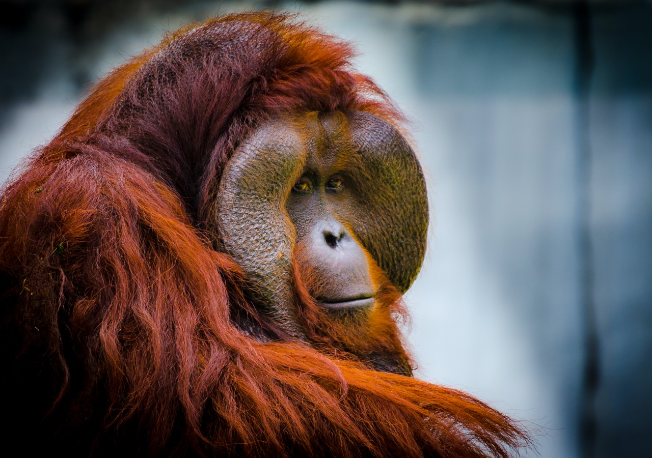 Orangutan Tour at Borneo Group in Indonesia
