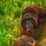 Orangutan tour borneo national park
