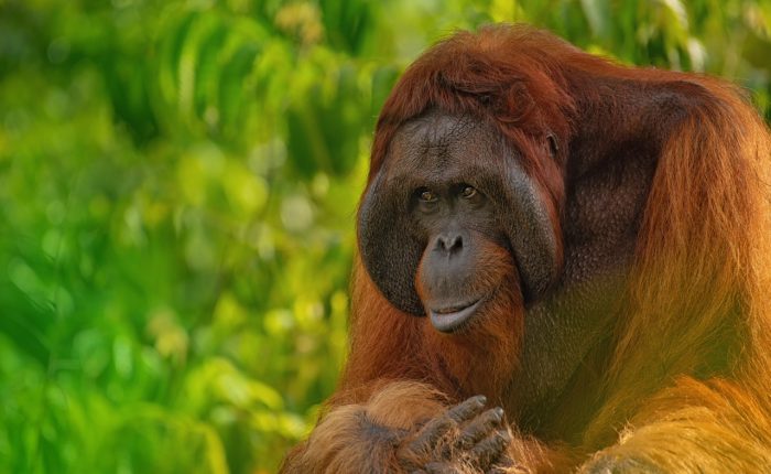 Orangutan Tour parque nacional borneo