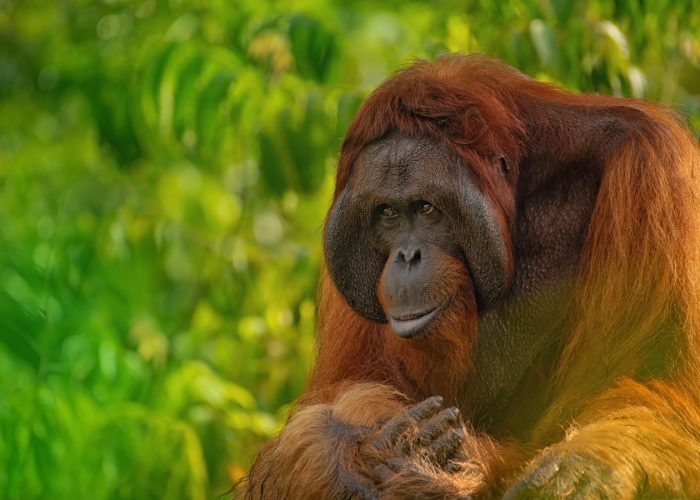 Orangutan Tour parque nacional borneo