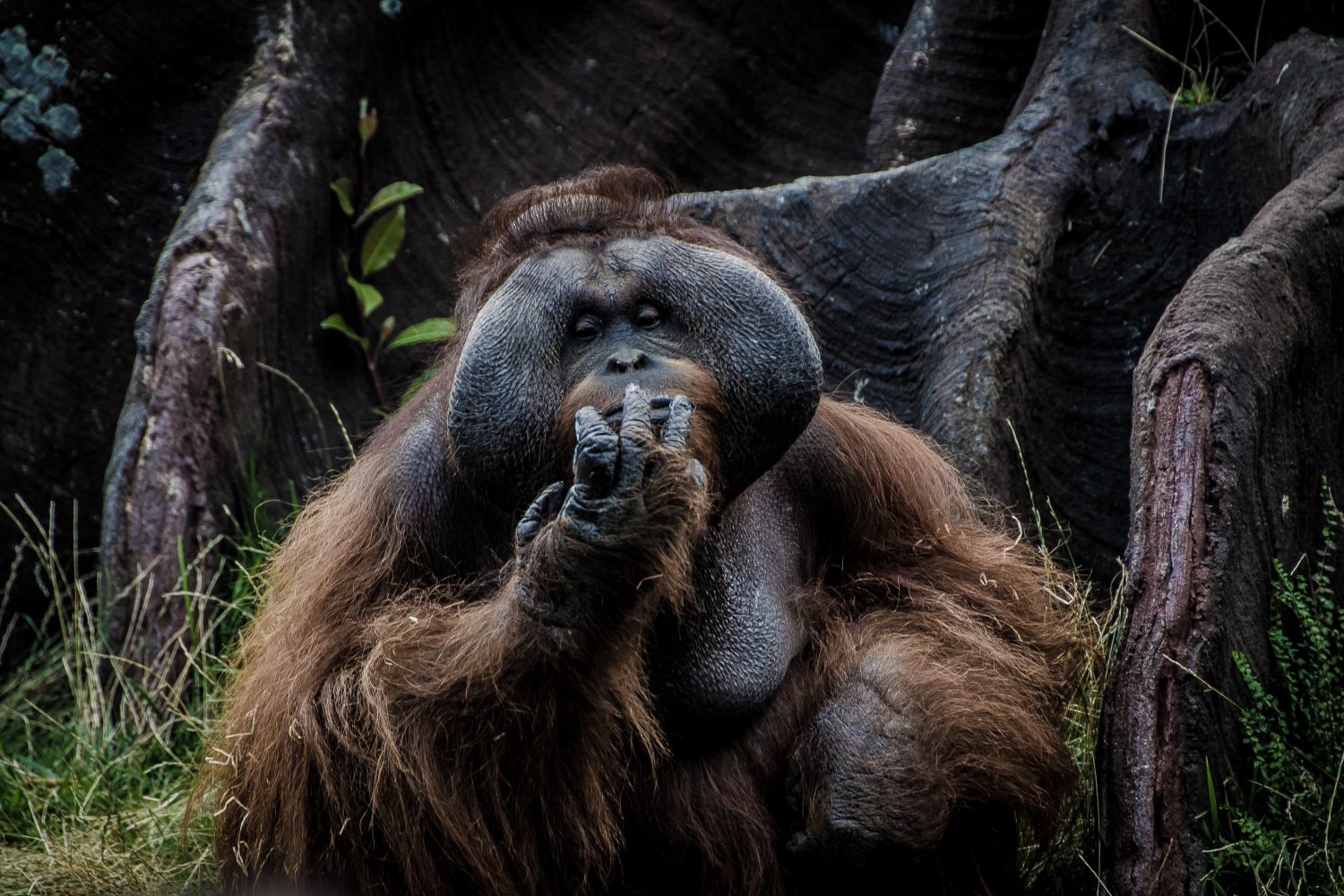 Borneo Orangutan Tour in Indonesia