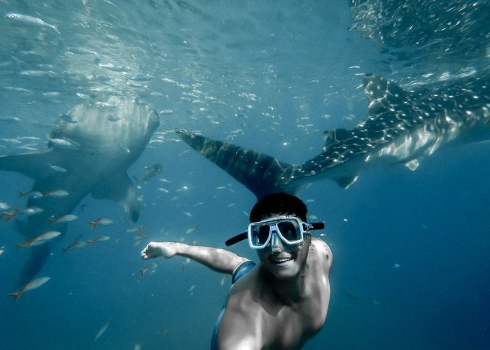 sitio web de tiburones ballena come2indonesia