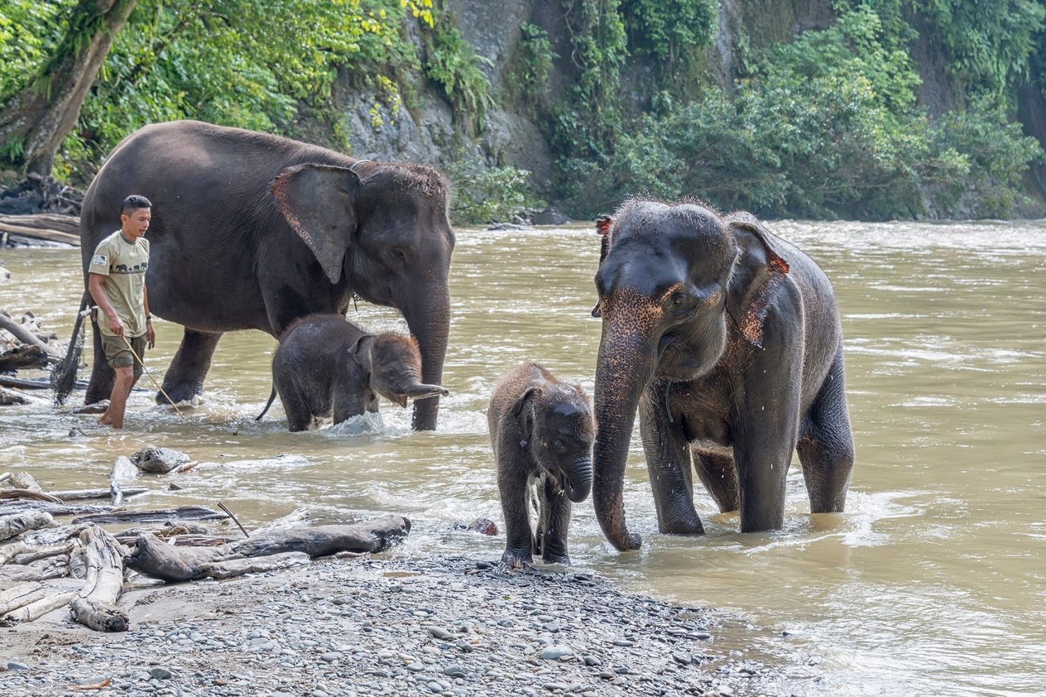 tangkahan elephants tour through Sumatra