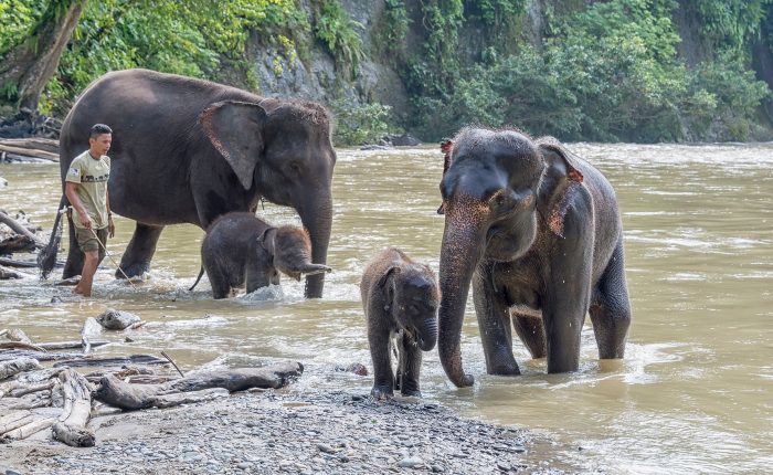 tangkahan elephants Sumatra 