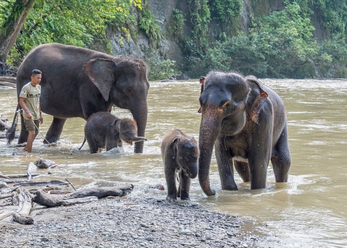 tangkahan elephants Sumatra 