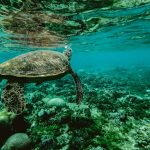 tortuga indonesia gili meno come2indonesia