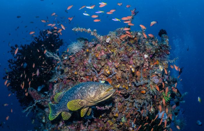 aventura de buceo komodo