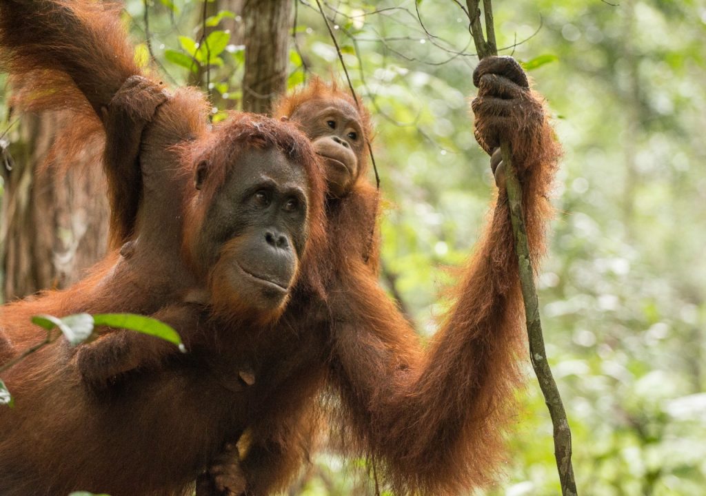 Recorridos por el orangután de Borneo en Indonesia