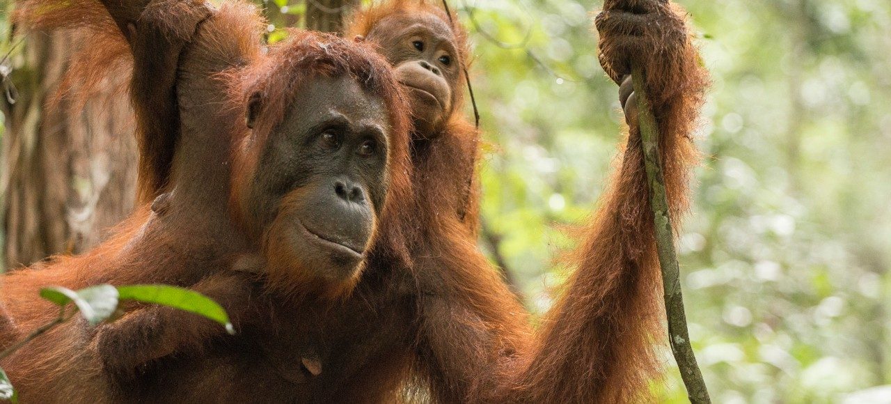 Recorridos por el orangután de Borneo en Indonesia
