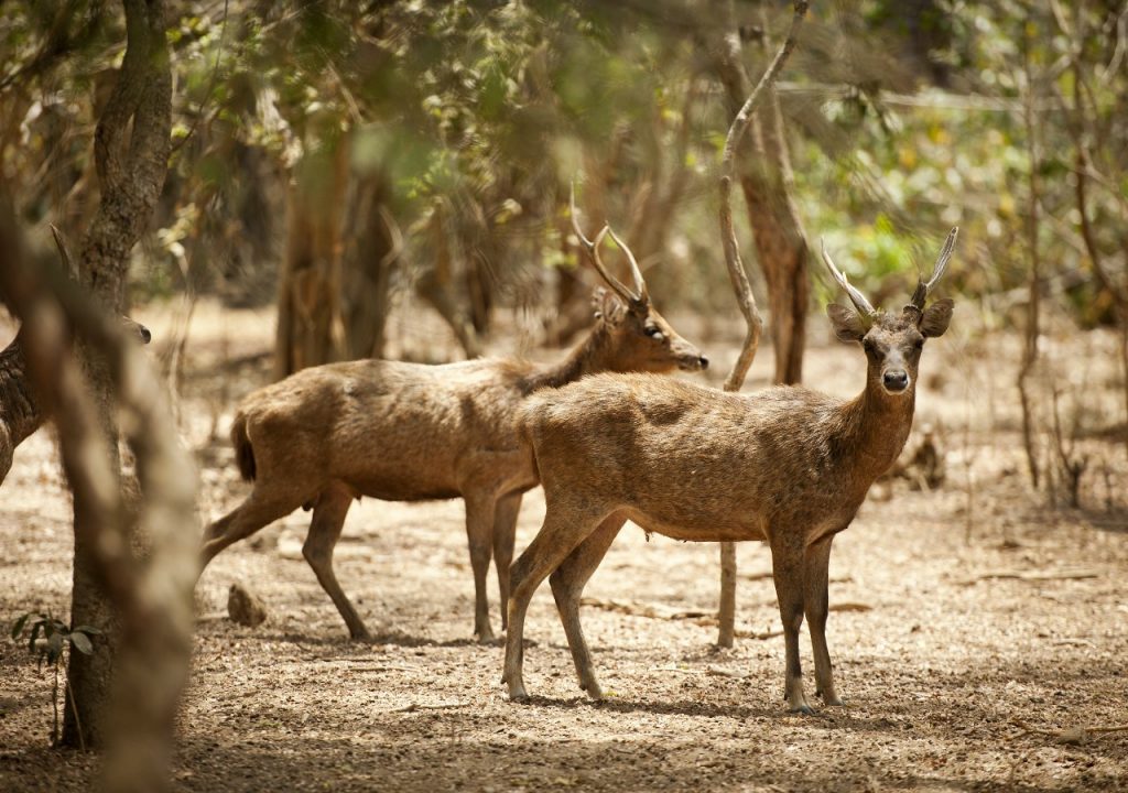 komodo jurassic adventure / Komodo National Park