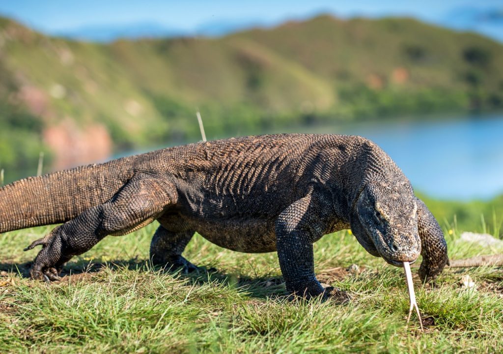 tour de aventura en komodo / idiomas regionales indonesios