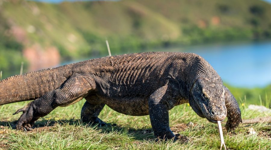 tour de aventura de komodo