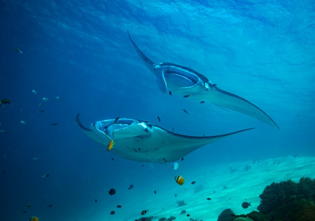 aventura de buceo komodo