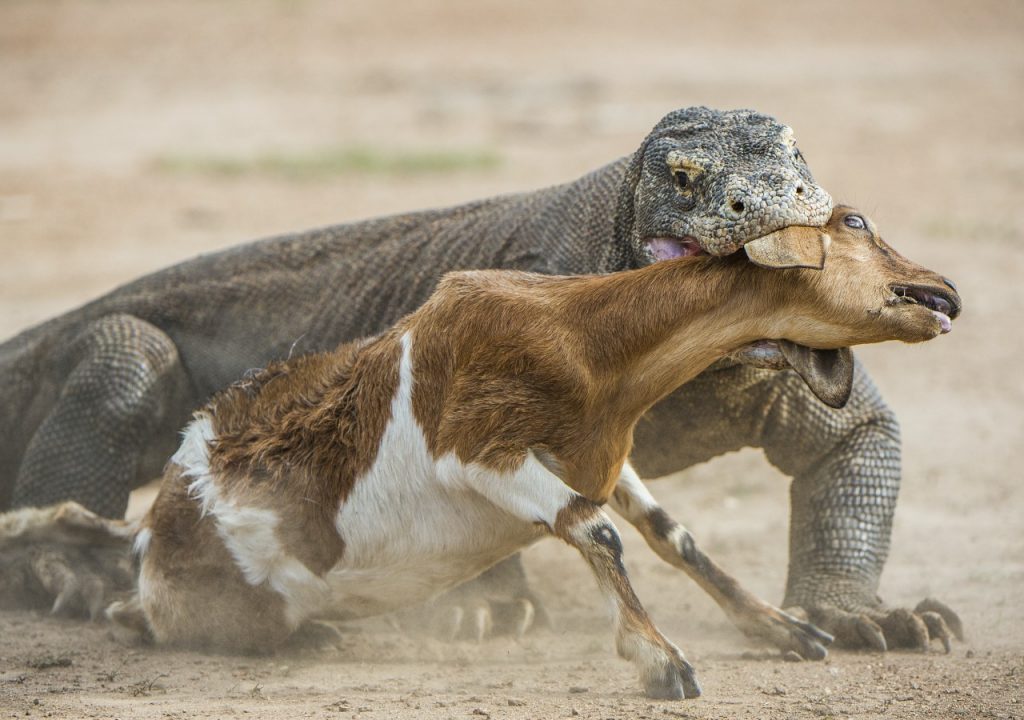 tour de aventura de komodo