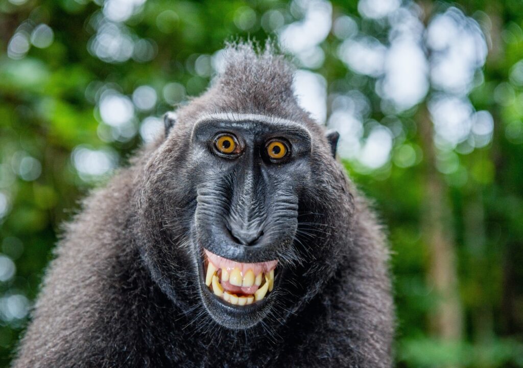 Parque Nacional Sulawesi Tangkoko Mono Negro