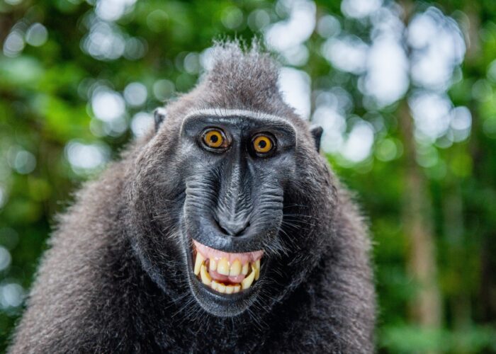 Sulawesi Tangkoko National Park Black Monkey