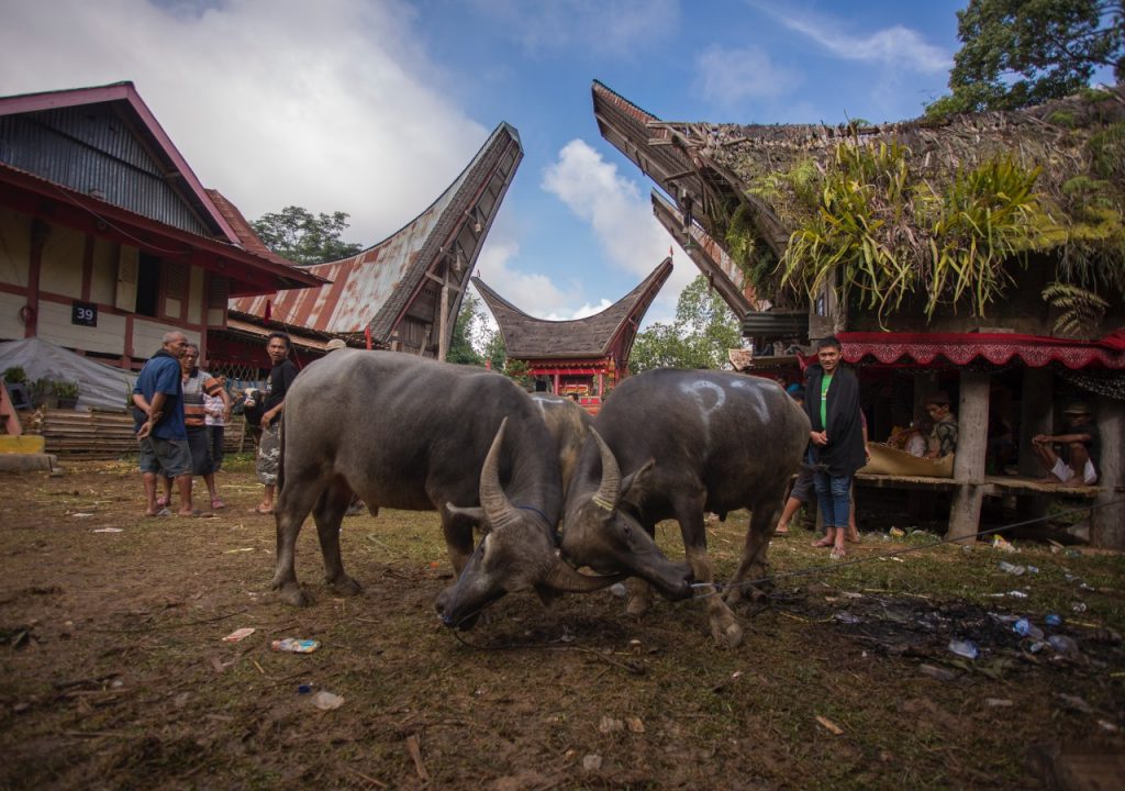 authentic toraja tour experience