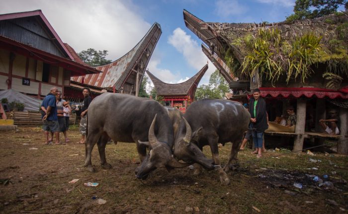 authentic toraja tour experience / Toraja's culture and traditions in Sulawesi