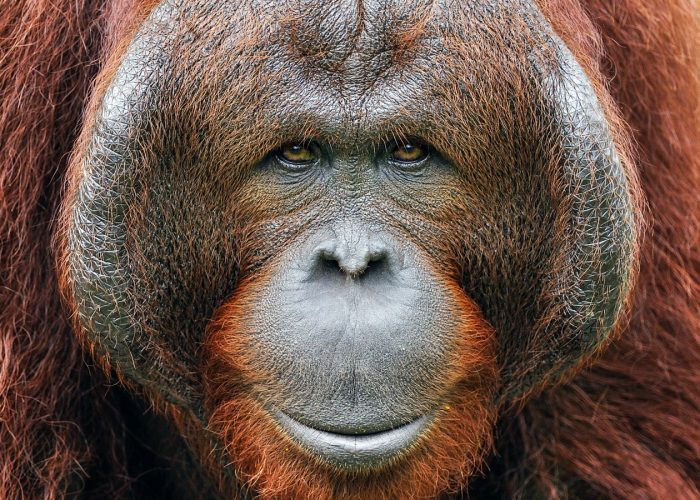 vida silvestre Indonesia, tour de orangután, dragones de Komodo